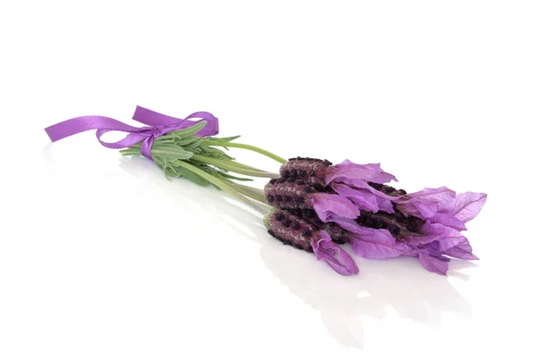 라벤더 허브 꽃 꽃다발 — 스톡 사진