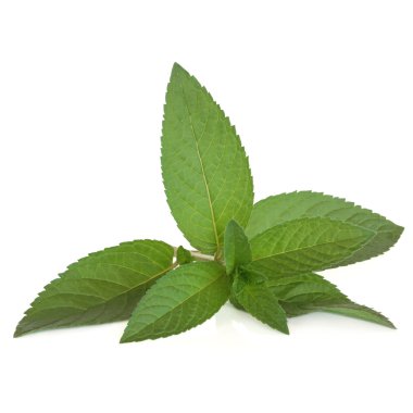 Peppermint Herb clipart