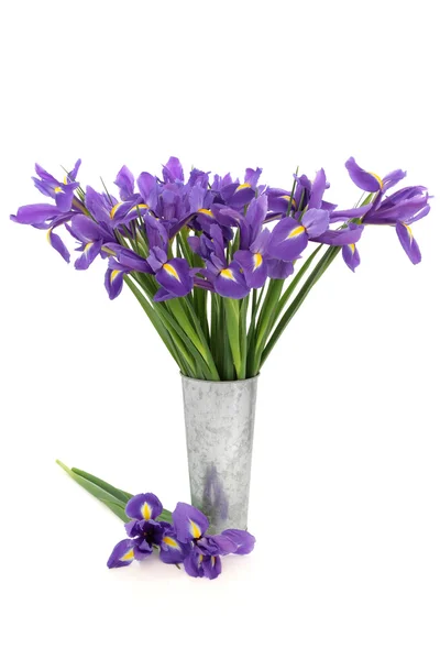 Iris fleur beauté — Photo