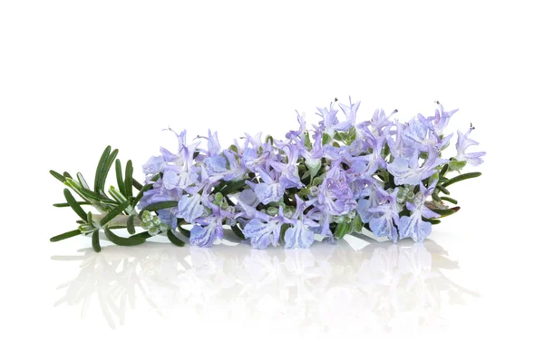 Rosemary bylina květ — Stock fotografie