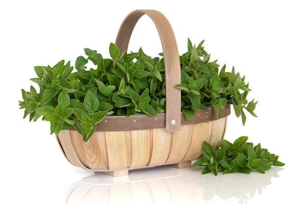 Oregano Herb — Stock Photo, Image