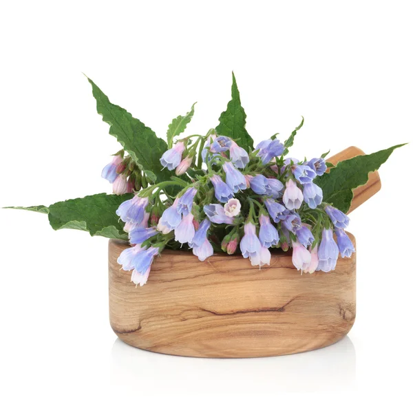 Comfrey Herb Flowers — Stock Photo, Image