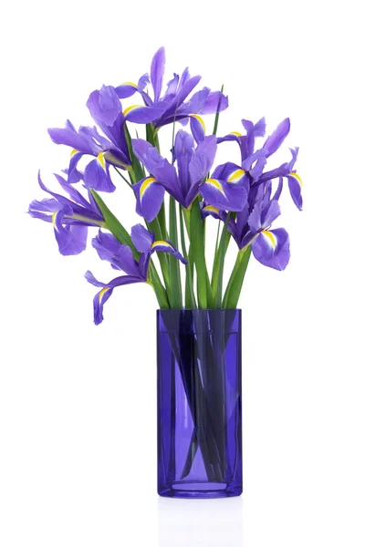Iris fleur beauté — Photo