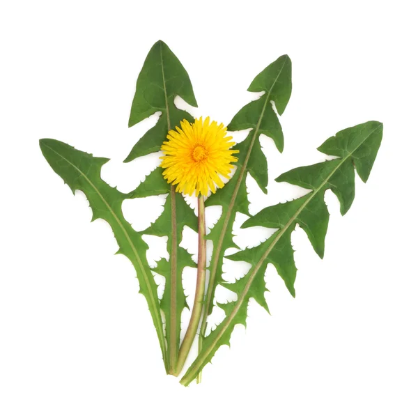 Kwiat mniszek ziele — Zdjęcie stockowe