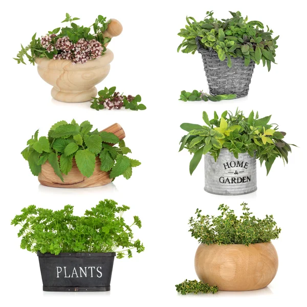 Herbs in Containers — Stock Photo, Image