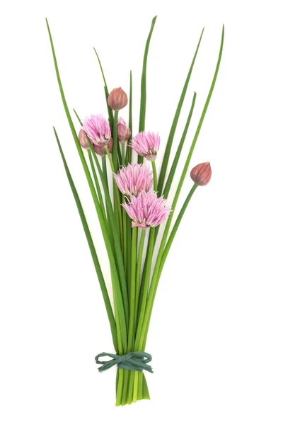 stock image Chives Herb Flower Posy