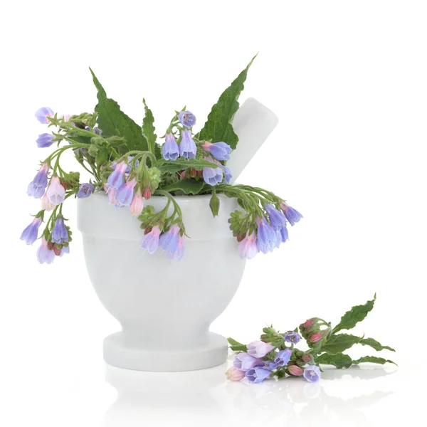 Comfrey Herb Flowers — Stock Photo, Image