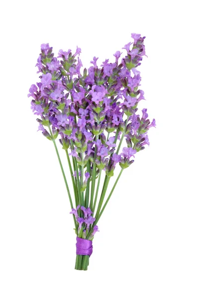 Lawenda zioło kwiat bukiet — Zdjęcie stockowe