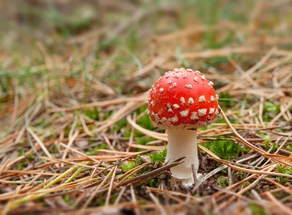 Toadstool mushroom — Stock Photo, Image
