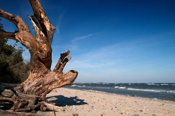 Vahşi deniz plaj — Stok fotoğraf