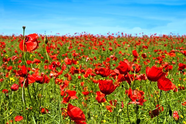 Summer Landscape Poppy Flowers Field — Stock Photo, Image