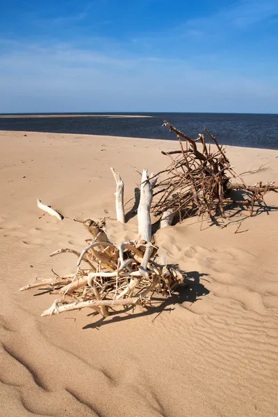 Driftwood on a beach — Stock Photo, Image