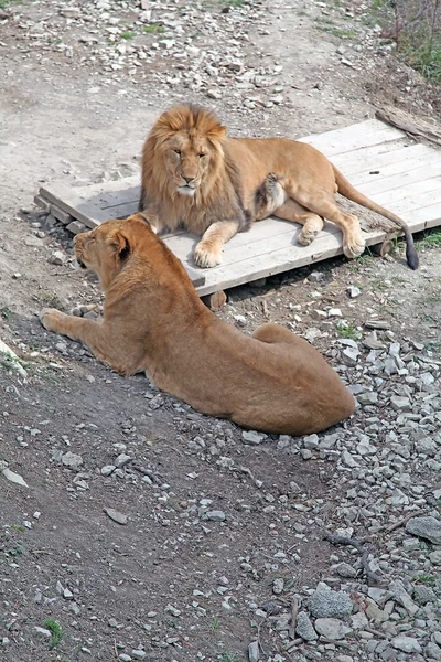 Aslan ve aslan — Stok fotoğraf