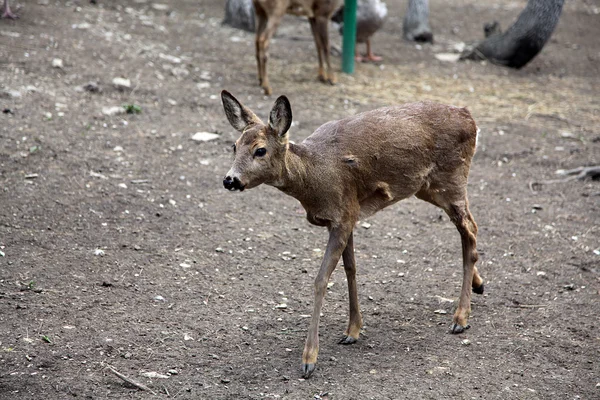 stock image Deer