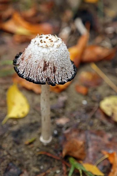 stock image Mushroom