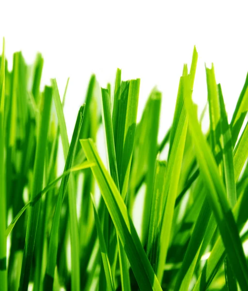Grønt gress – stockfoto