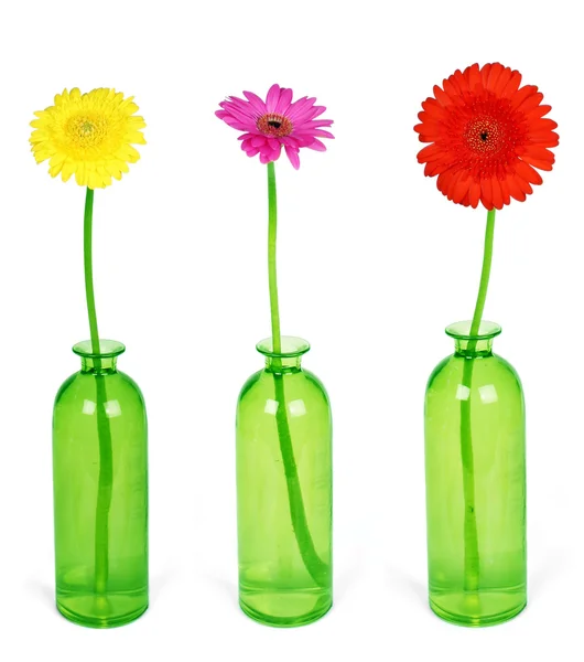 Kleurrijke bloemen — Stockfoto