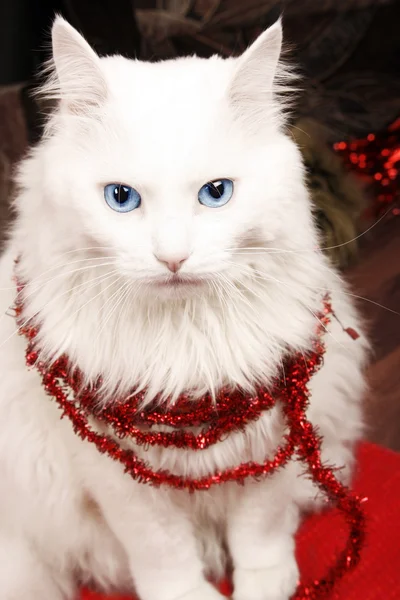 圣诞节的猫 — 图库照片