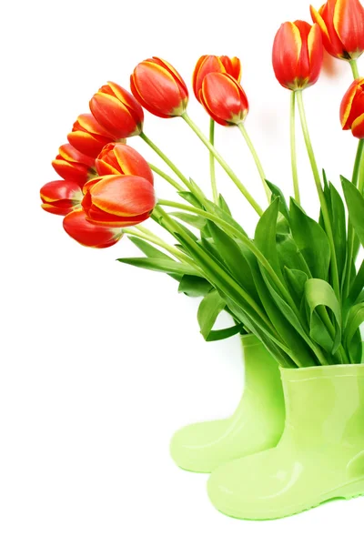 Tulipanes frescos en botas —  Fotos de Stock