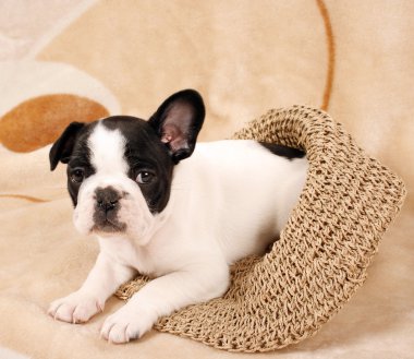 French bulldog puppy clipart