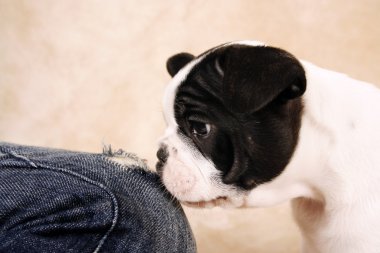 French bulldog puppy, six weeks old clipart