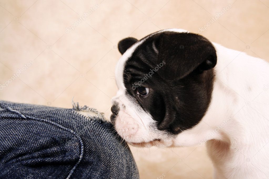 French bulldog puppy, six weeks old