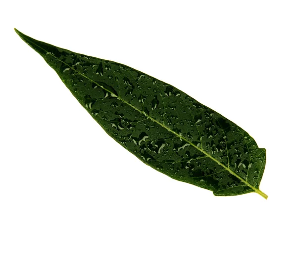 Zielony Liść Krople Wody — Zdjęcie stockowe