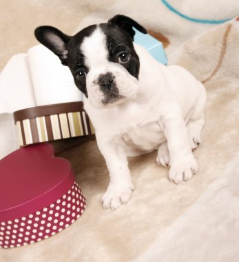 French bulldog puppy clipart