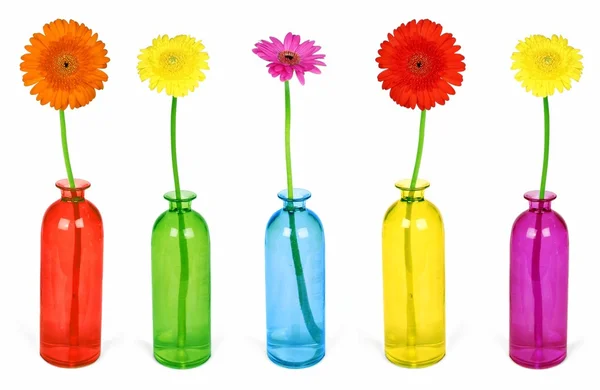 Flores coloridas em vasos — Fotografia de Stock