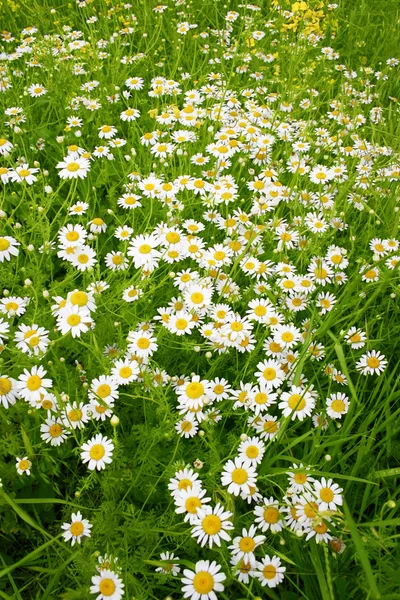Daisies spring field — Stock Photo, Image