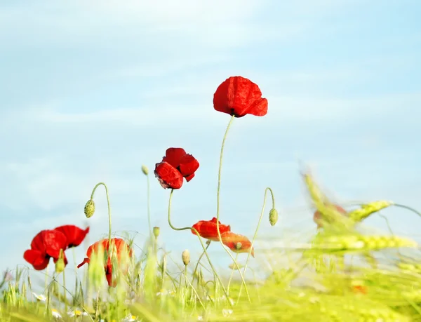 Poppy gökyüzü — Stok fotoğraf