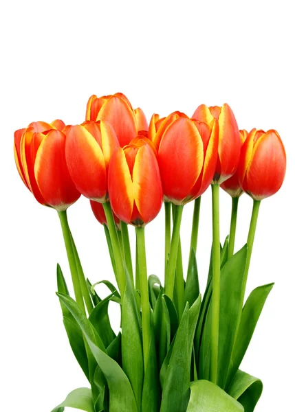 Устройство со свежими тюльпанами — стоковое фото