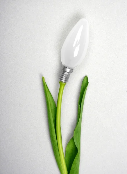 Tulip lamp Stockafbeelding