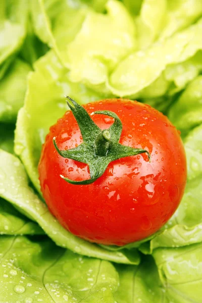 Paradicsom és saláta — Stock Fotó