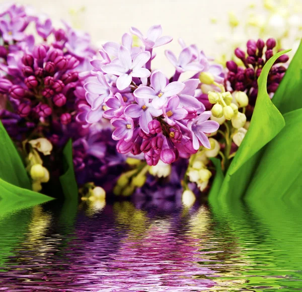 Lilás colorido — Fotografia de Stock