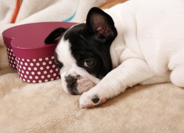 French bulldog puppy clipart