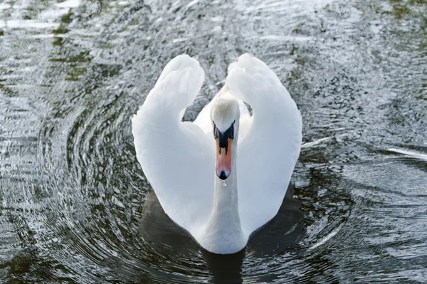Mute swan-cygnus olor