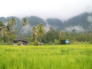 Rice field clipart