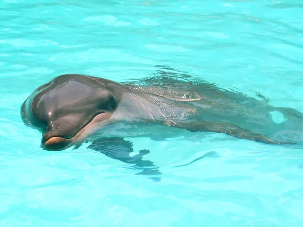 stock image Dolphin show