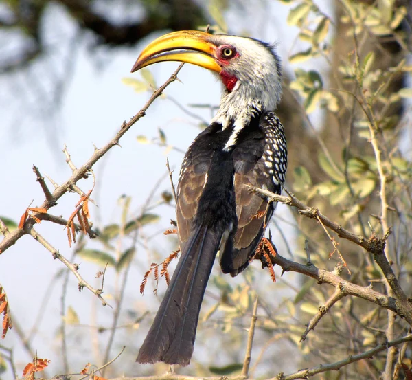 Hornbill Bico Amarelo Parque Nacional Kruger — Fotografia de Stock