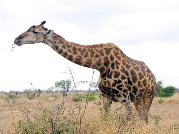 Jedzenie Żyrafa Parku Narodowym Krugera — Zdjęcie stockowe