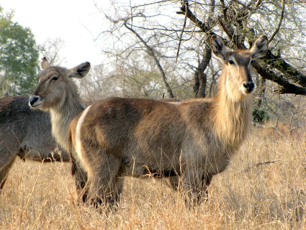 Waterbucks Femenino Parque Nacional Kruger — Foto de Stock