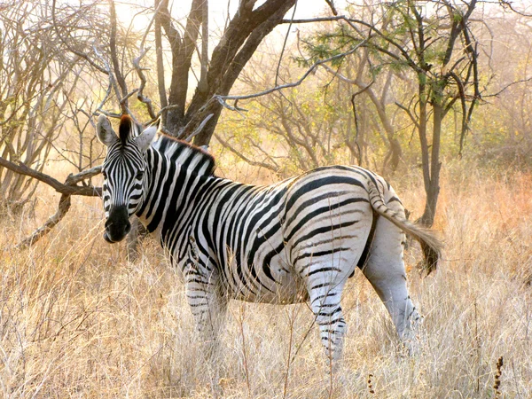 Zebra Africana — Foto Stock