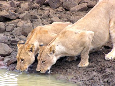 lionesses ziyarette200