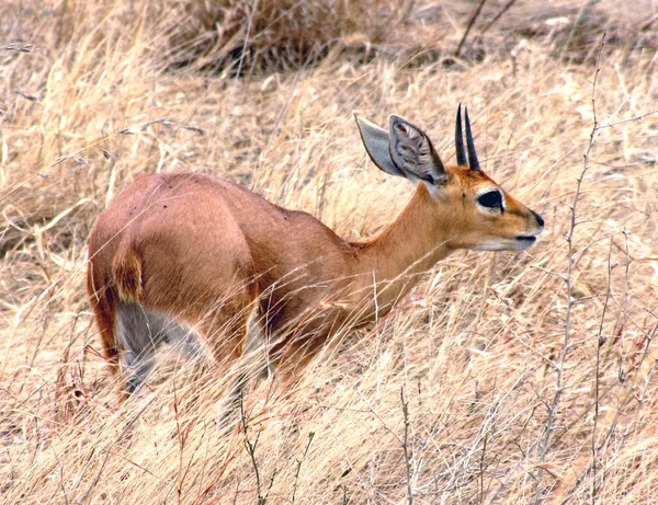 Duiker in the grass — Stock Photo, Image