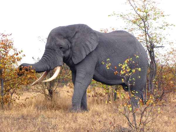 Férfi Elefánt Kruger Nemzeti Park — Stock Fotó