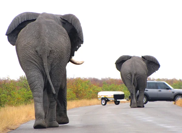 Słonie Ładowania Samochodzie Kruger National Park — Zdjęcie stockowe