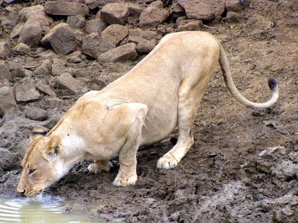 クルーガー国立公園の飲むライオン — ストック写真