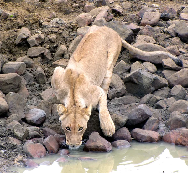 Lwica w waterhole — Zdjęcie stockowe