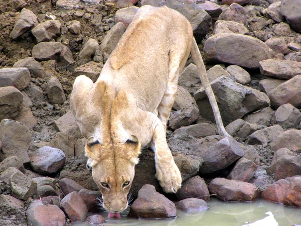 Dişi aslan ziyarette200 — Stok fotoğraf